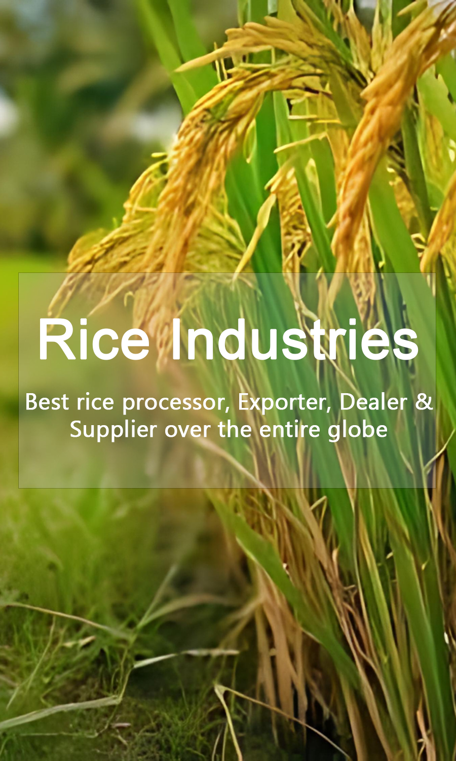 basmati Rice Manufacturers, Basmati rice Suppliers & manufacturers in India, basmati rice in delhi, basmati rice manufacturers in delhi, basmati rice suppliers in delhi, basmati rice manufacturers & suppliers in delhi, basmati rice manufacturers,suppliers in new delhi, basmati rice manufacturers in india, top basmati rice wholesalers in delhi, basmati rice suppliers in new delhi, basmati rice suppliers, basmati rice Manufacturers in india, basmati rice manufacturers & suppliers in india, rice manufacturers in india, basmati rice, long grain rice suppliers in delhi, long grain rice manufacturers in delhi, extra long grain basmati rice, extra long grain basmati rice Manufacturers, long grain rice in delhi, top long grain rice wholesalers in delhi, rice manufacturers & suppliers in delhi, best basmati rice suppliers in delhi, basmati rice in delhi, best basmati rice in delhi, top basmati rice in delhi, top basmati rice wholesalers in delhi, Basmati Rice Manufactures india, buy basmati rice in delhi, shop now basmati rice in delhi, basmati rice exporters & manufacturers india, basmati rice exporters in delhi, basmati rice exporters in india, top basmati rice exporters, basmati rice manufacturers in delhi, best basmati rice manufacturers in delhi, top basmati rice manufacturers in delhi, buy basmati rice manufacturers in delhi, buy basmati rice suppliers, top basmati rice suppliers, shop now basmati rice suppliers, basmati rice manufacturers india, basmati rice manufacturers company in india,basmati rice manufacturers company in delhi, basmati rice manufacturers company, buy online basmati rice manufacturers, buy basmati rice online, buy online basmati rice manufacturers in delhi, buy basmati rice online delhi, basmati rice manufacturers